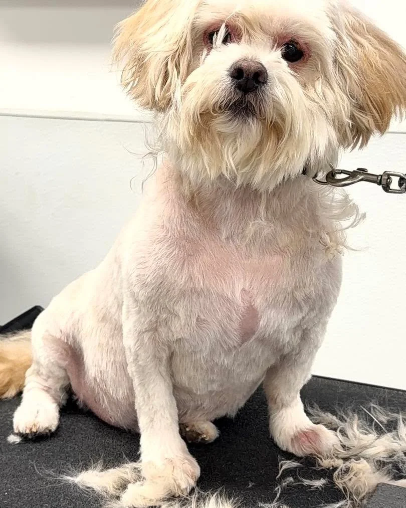 Halfway there and already looking like brand new dogs 😍
A little fluff, a little scruff&hellip;book your appointment with us at https://www.dd-dogwash.com/book
Or call our shop at 610-705-4982

#dddogwash #doggydaydreamz #cologiopets 
#DogGrooming #