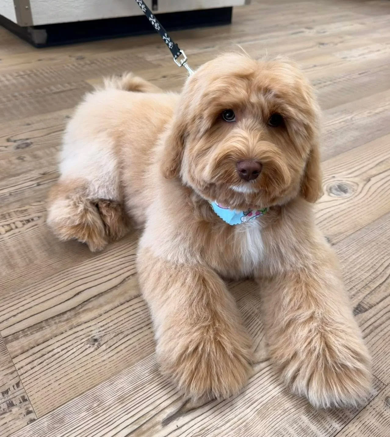 Meet Milo, a six month old Labradoodle who came to visit us for a &ldquo;puppy intro&rdquo; today. Puppy into&rsquo;s are a great way to introduce your dog to professional grooming and start getting them adjusted to the process. Regular grooming isn&