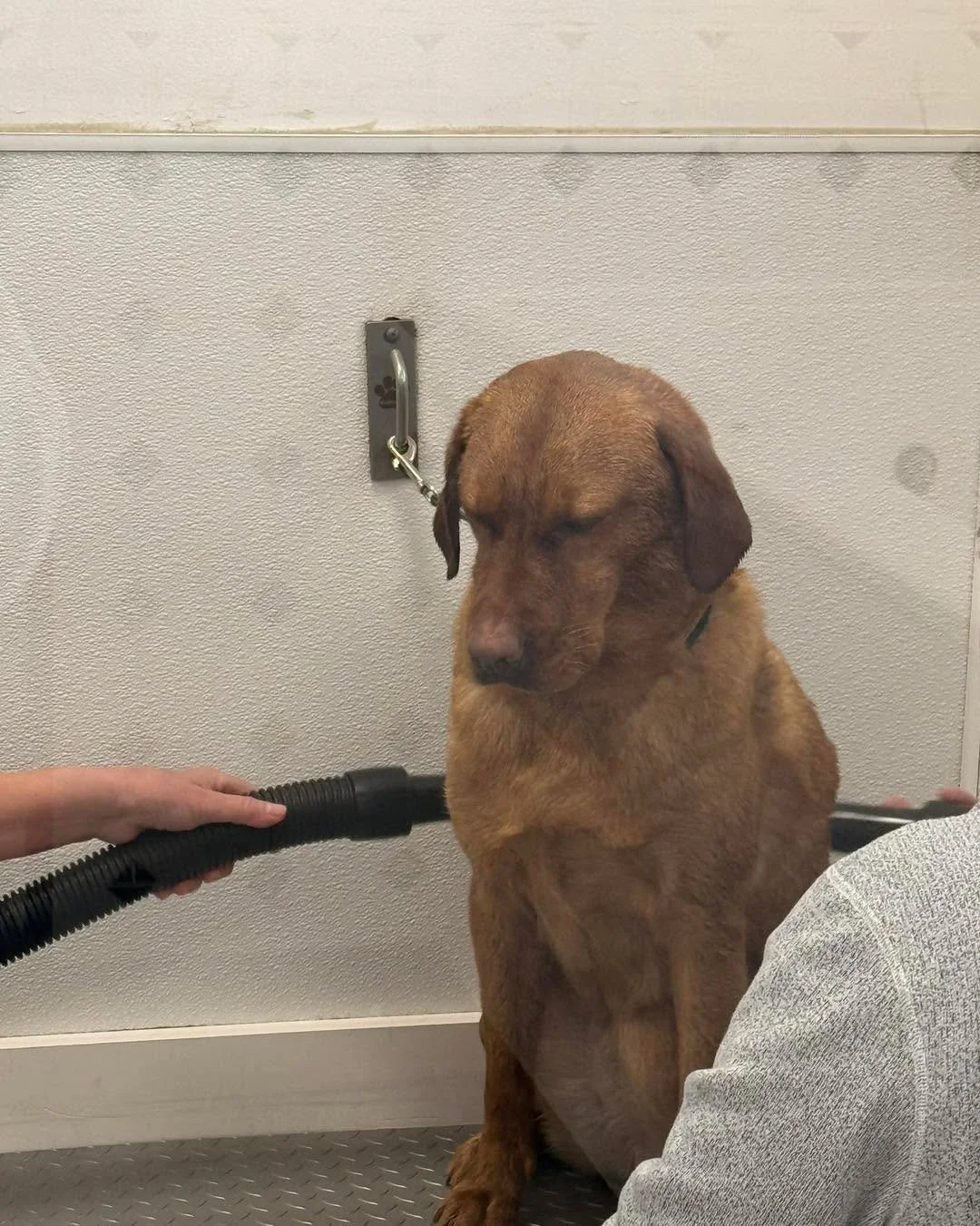 ❗️Doggy Daydreamz will be closed Saturday March 21.  We do not have any hot water.  We apologize for the inconvenience and will keep you updated.