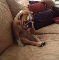 Unfortunately Doggy Daydreamz will be closed today, March 22, 2026.  We don&rsquo;t have any hot water- not even warm water 😢. We will continue to provide updates as we have them.  We apologize for the inconvenience and appreciate your patience and 
