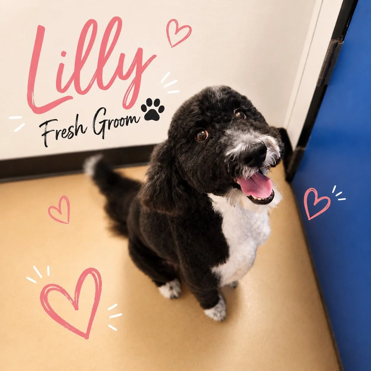 Lilly was all smiles after her groom today 🐾✨

We love a good post-groom smile, and she definitely gave us one. Looking fresh, fluffy, and ready to show off!

Need to get your pup cleaned up too? Give us a call or message us to book.

#FreshGroom #D