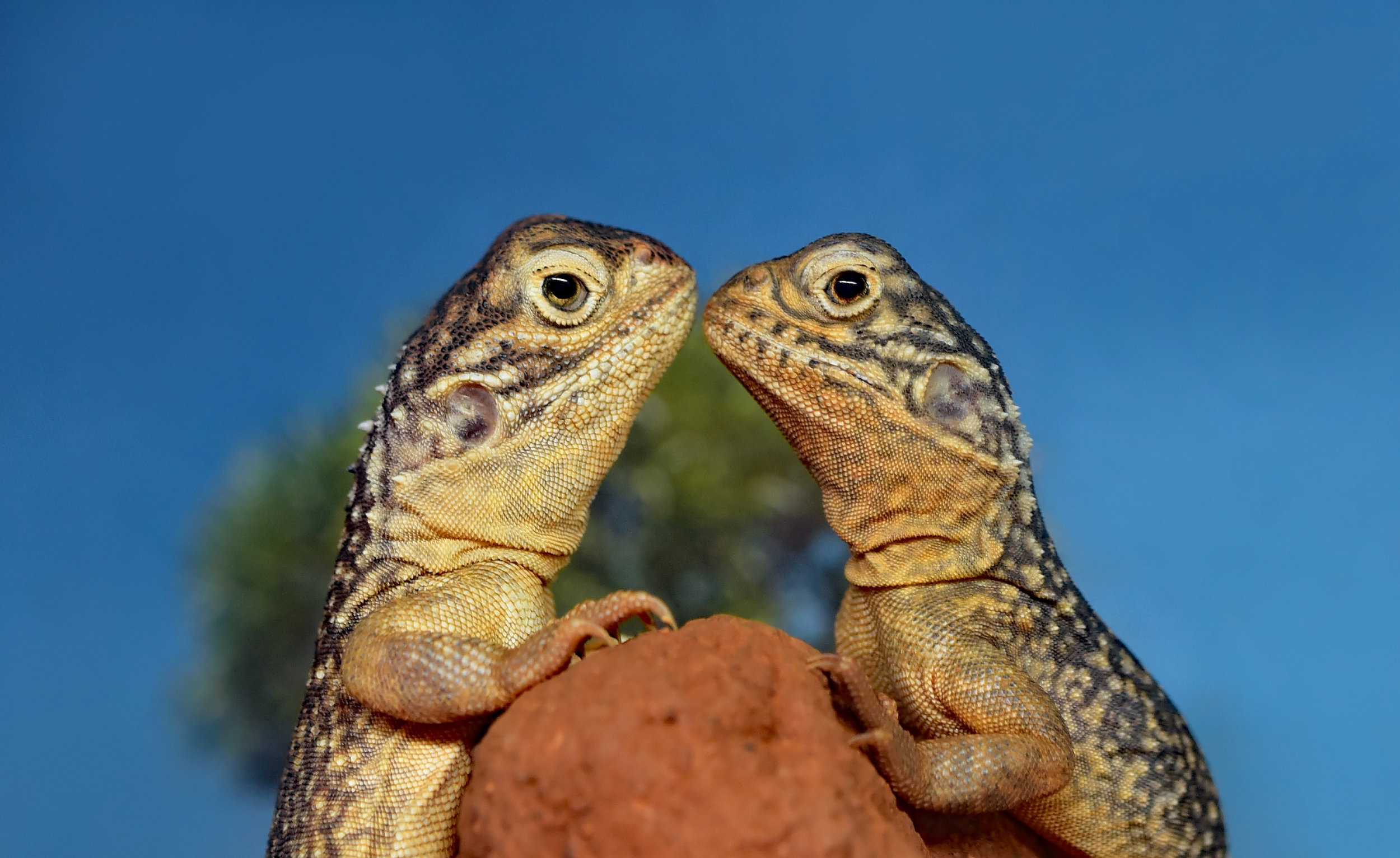 Battlefield Reptile Expo July 2020