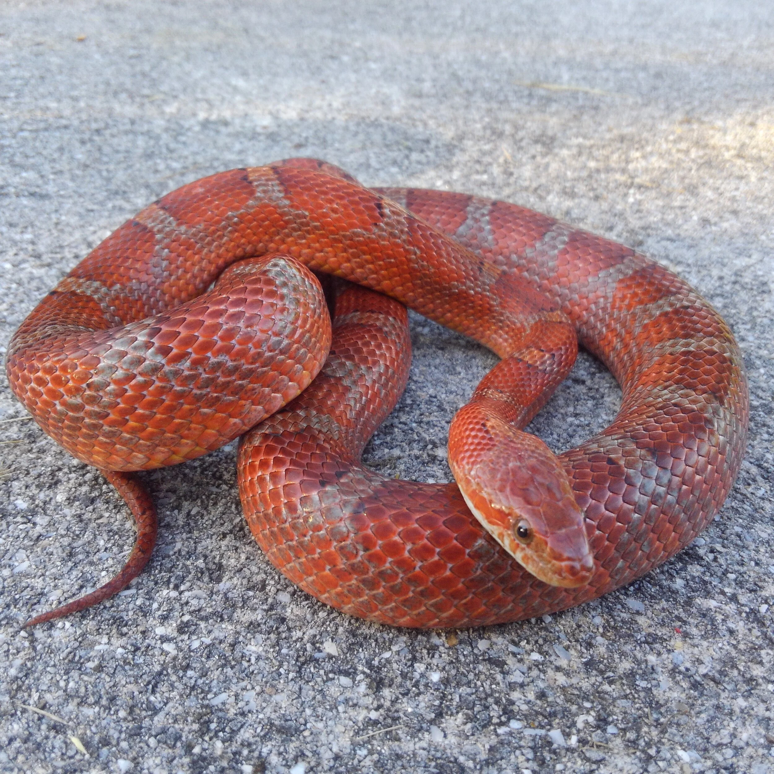  Baconface, 2018 bloodred Miami corn snake 