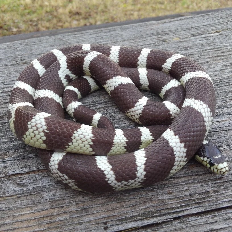  Bones, 2018 California King het. hypo 