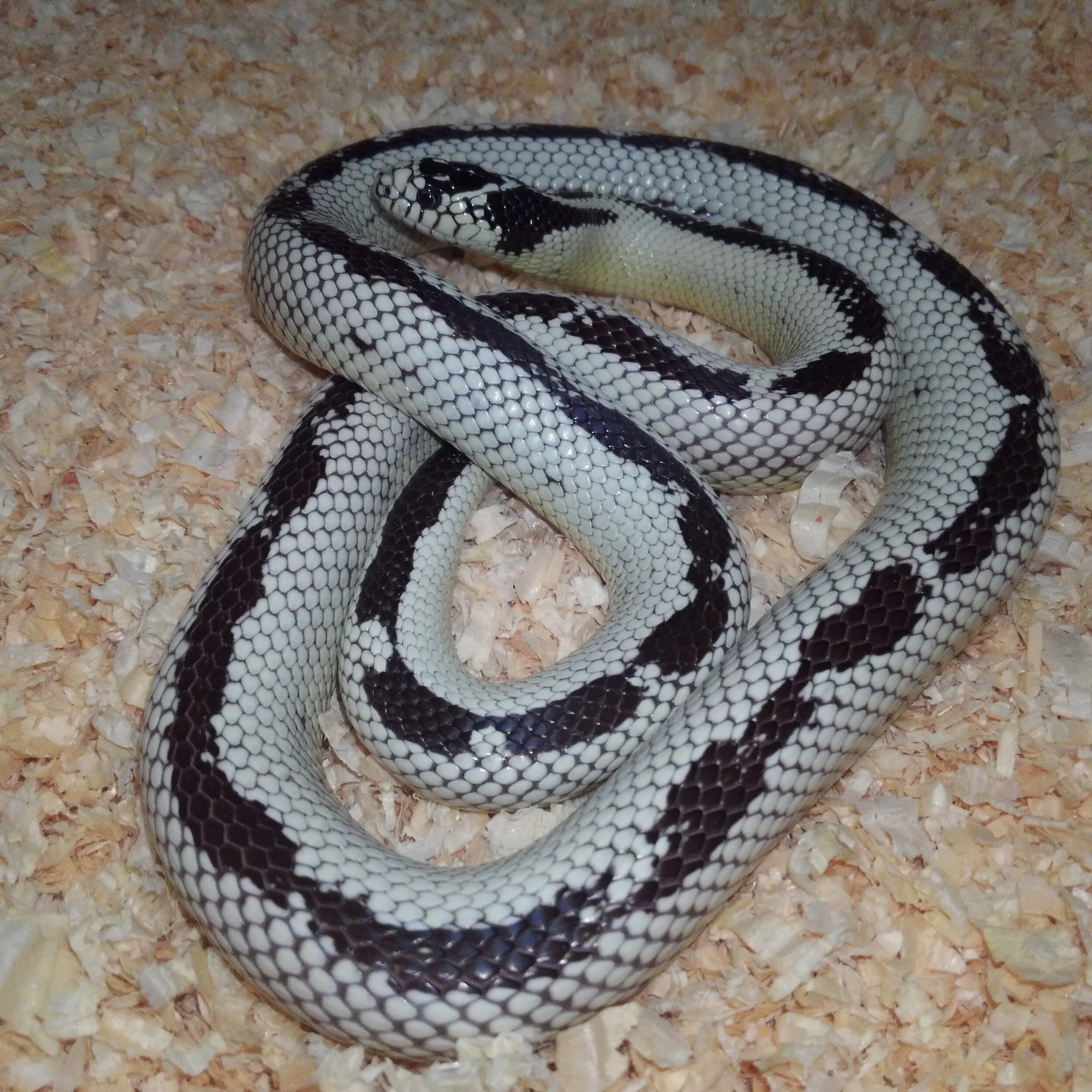  Violet, 2018 striped California King 