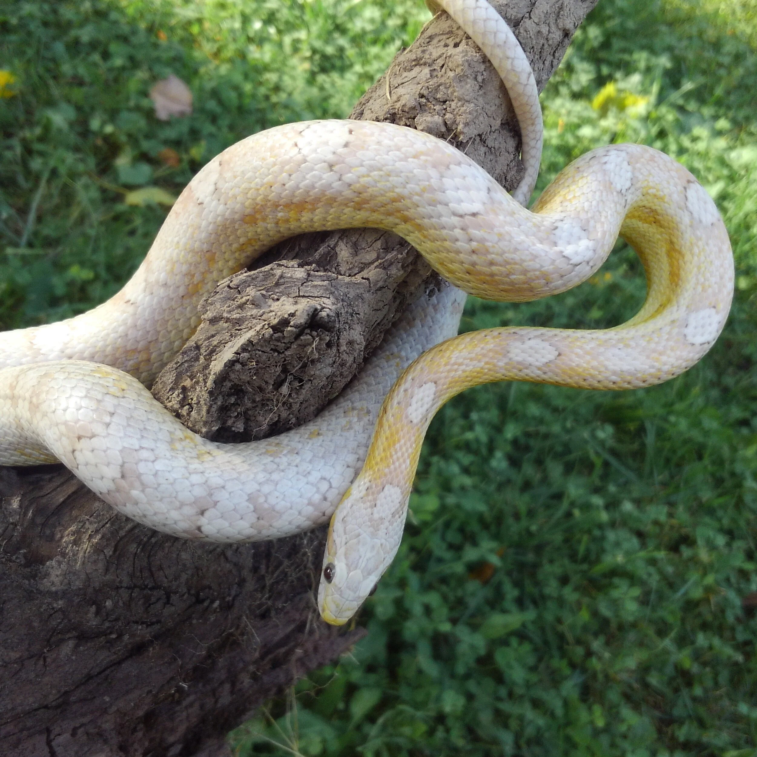  Alessa - 2017 Ultramel anery motley 