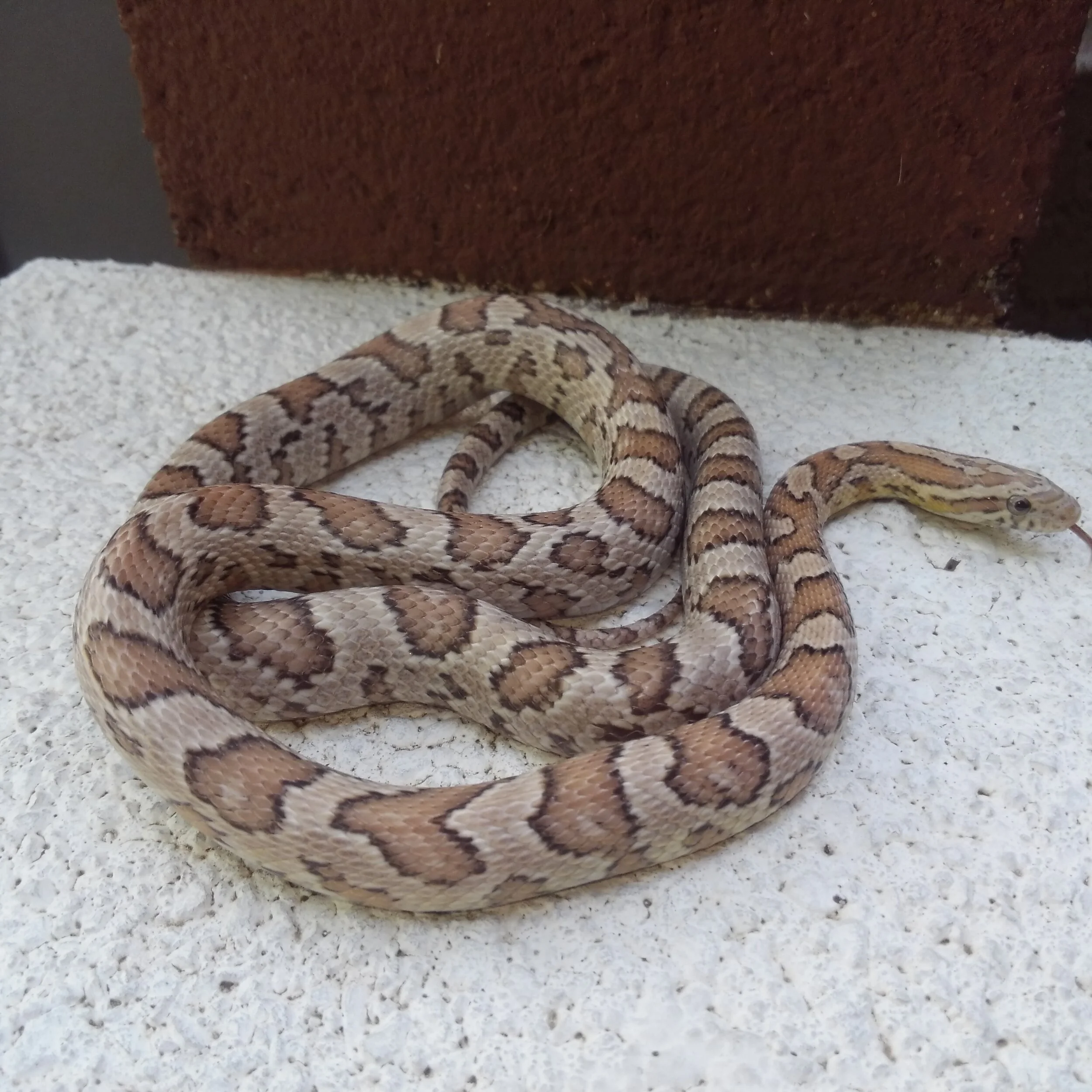  Camo - 2018 Ghost corn snake 