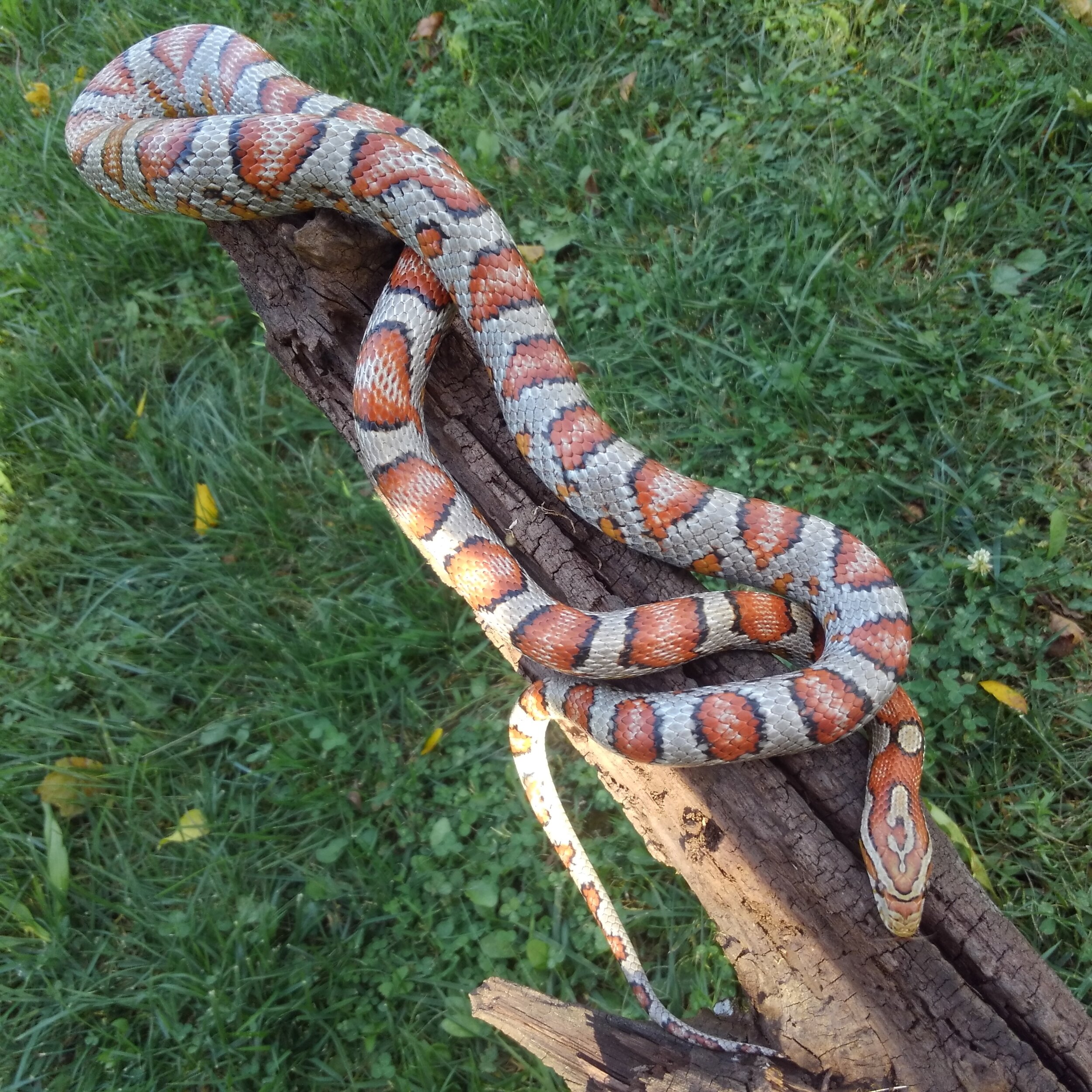  Gothi - 2017 Miami corn snake 