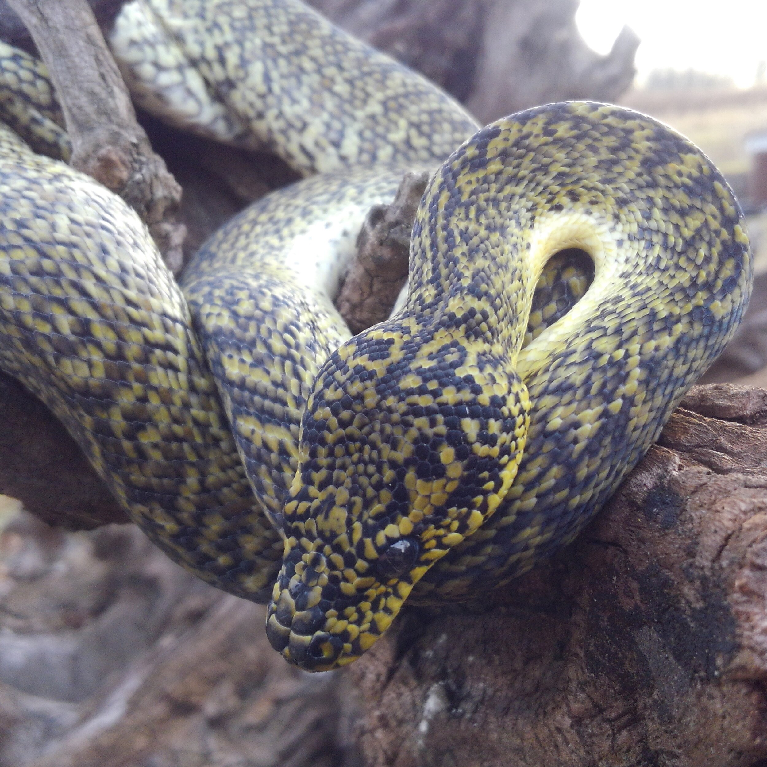  Gunnie - 2017 Granite IJ Carpet Python 