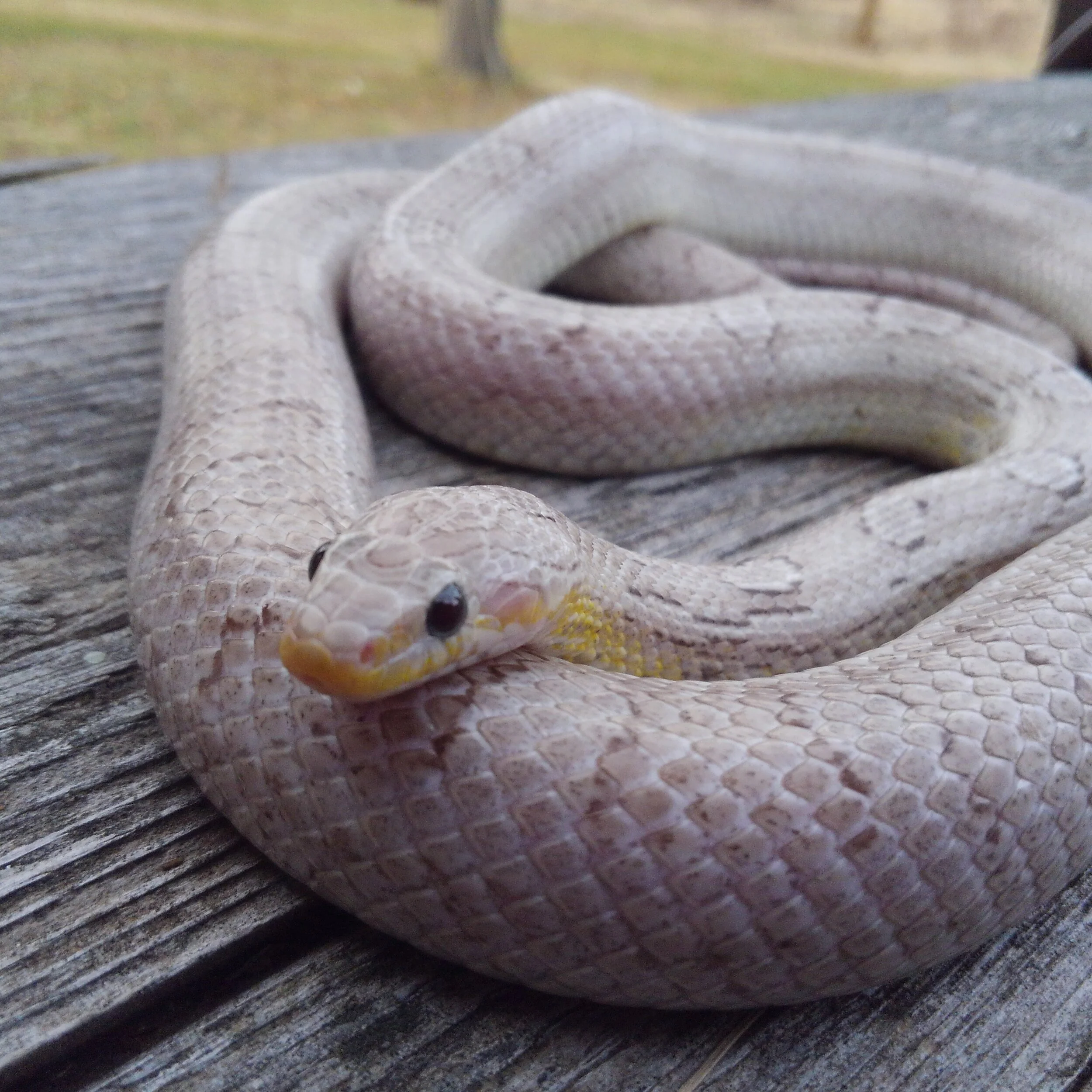  PewPew - 2017 Pewter corn snake 