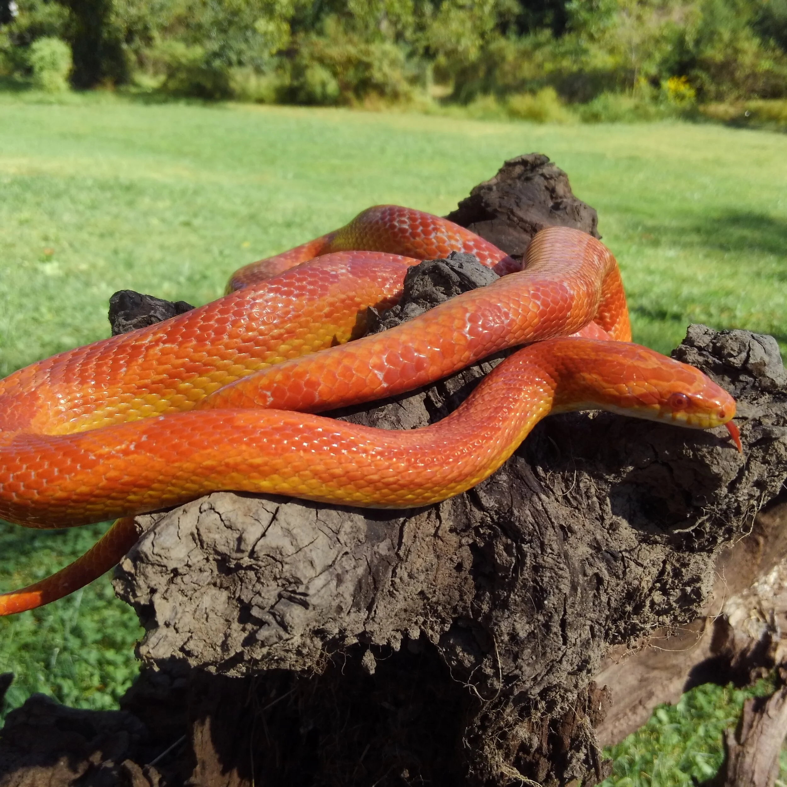  Ruby Rhod “R” - 2017 Amel corn snake, the OG 