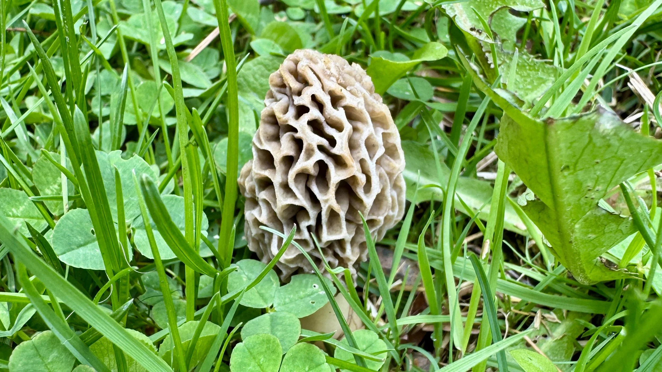 Morel mushroom growing among green grass and wild plants in Michigan during spring.