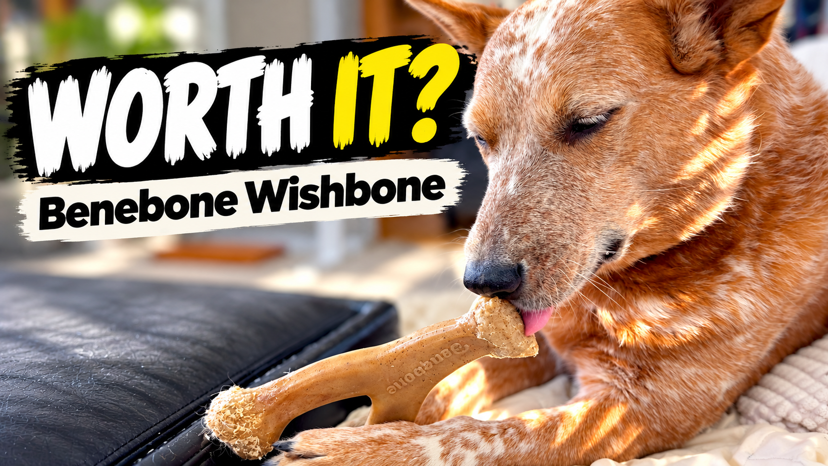 Benebone Wishbone dog chew review featuring a dog chewing the wishbone-shaped nylon toy.