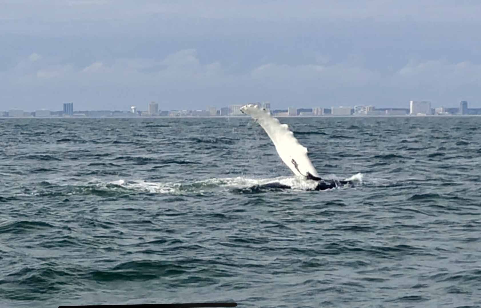 Virginia Beach Whale Watching Dophins 00002.jpg