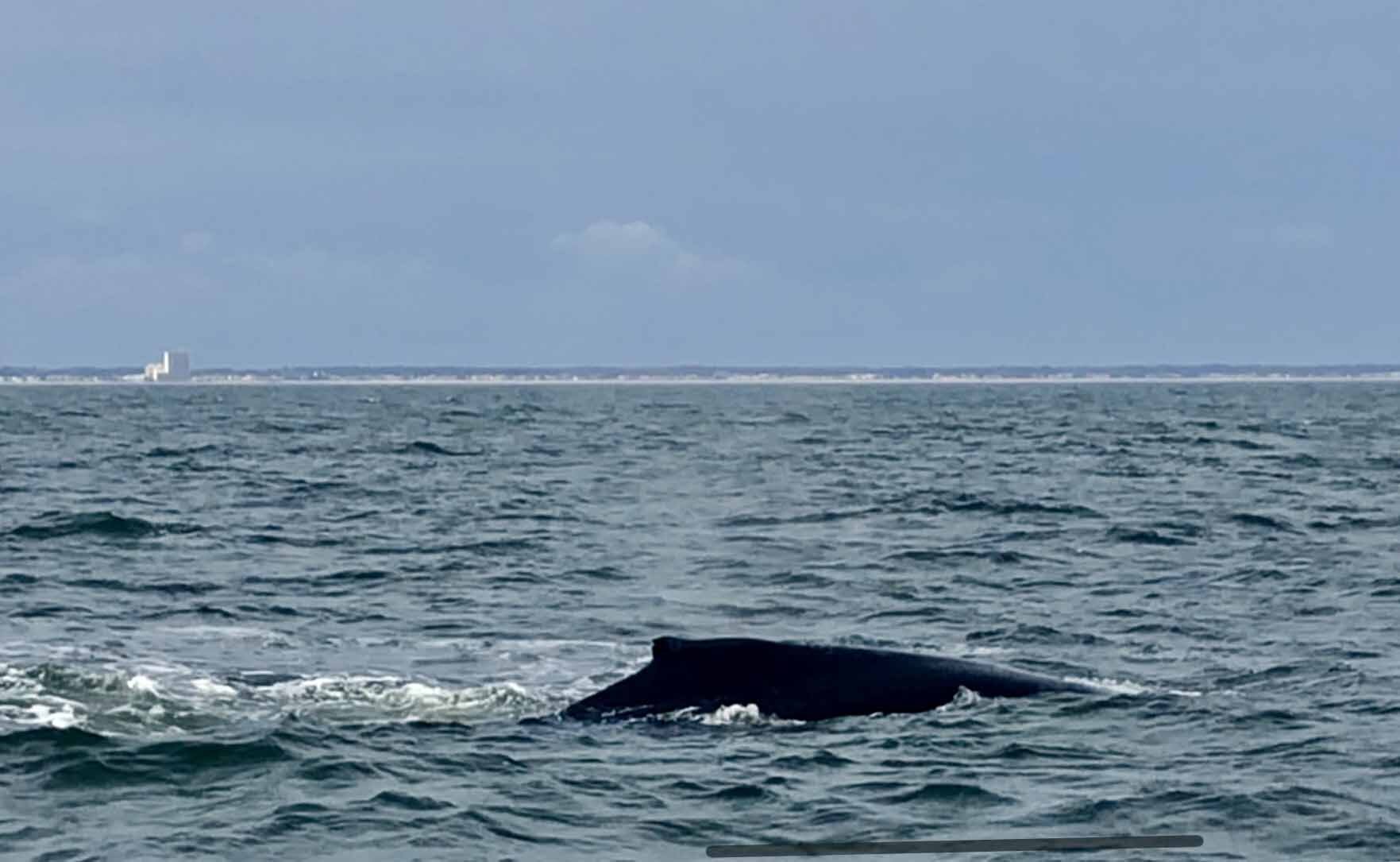Virginia Beach Whale Watching Dophins 00003.jpg