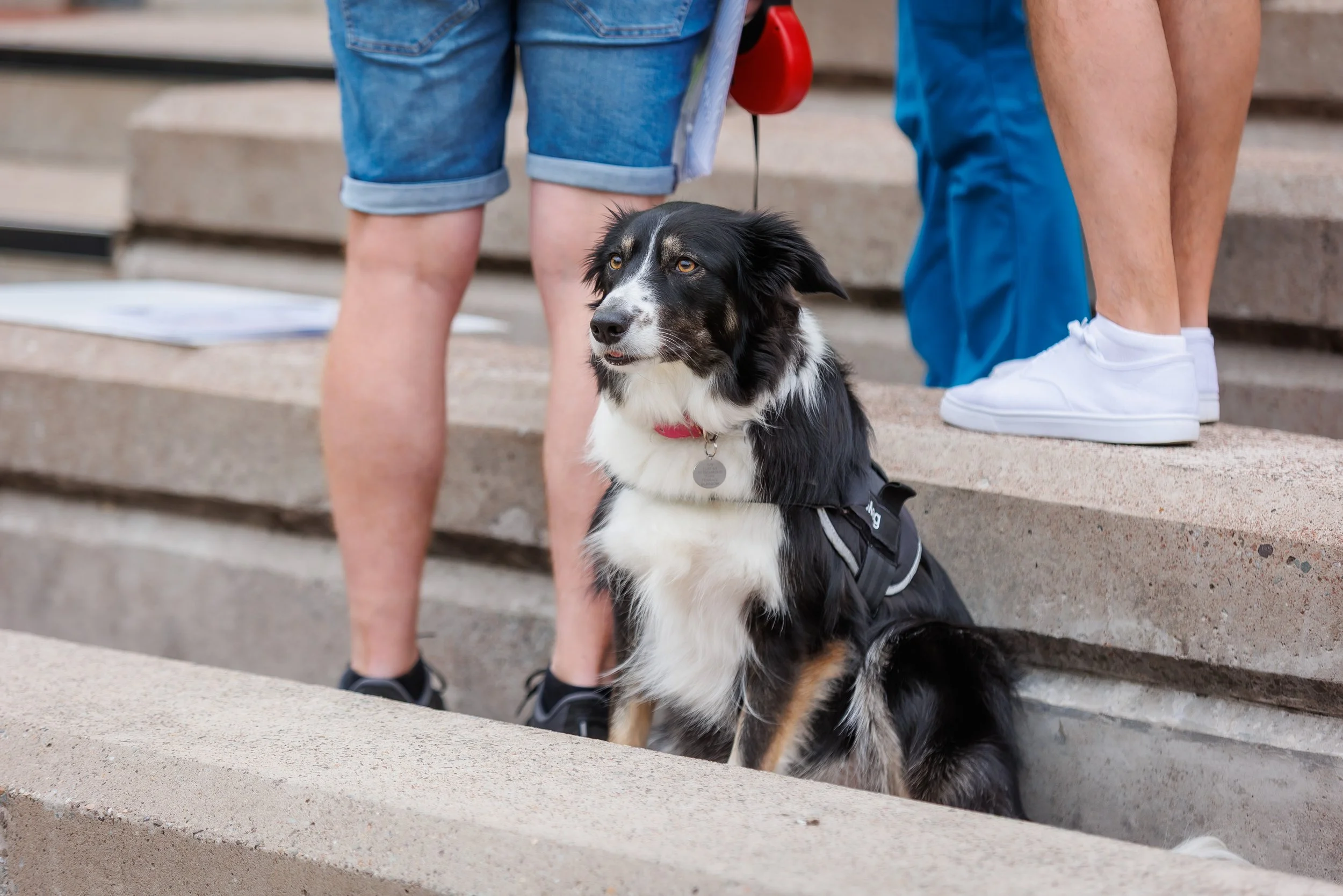 An Image of a sheep dog on a lead