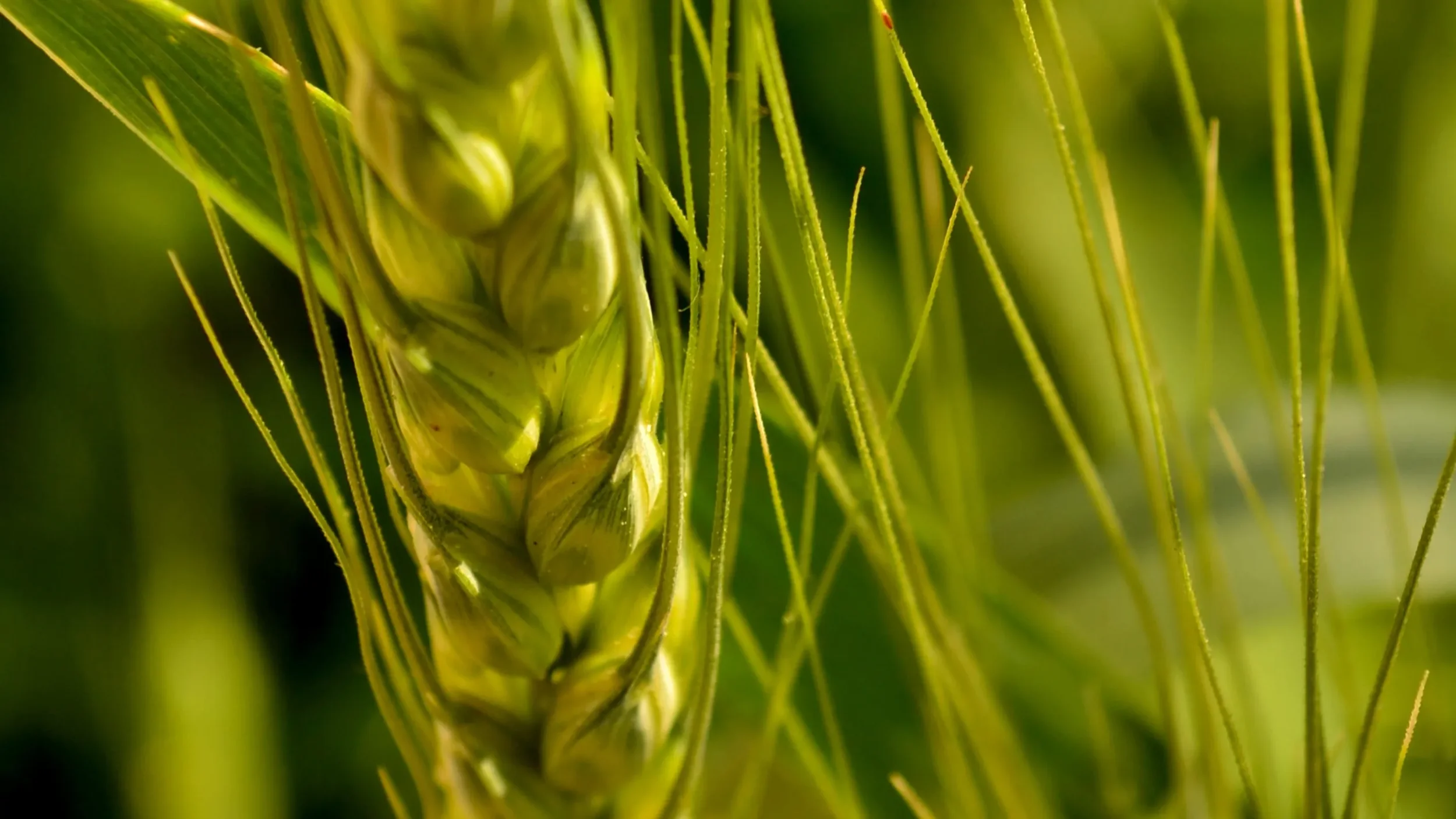Engineering more resilient crops for a warming climate