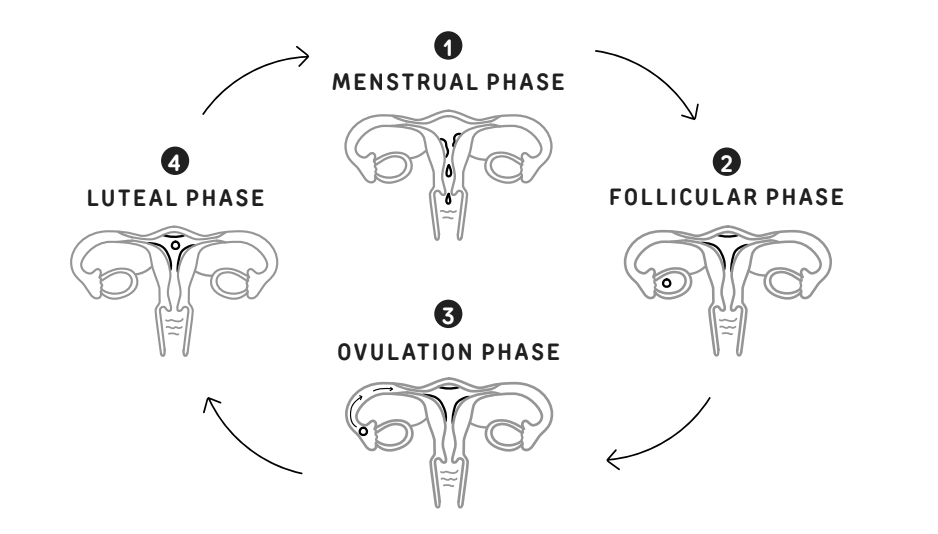 Different Phases Of The Menstrual Cycle