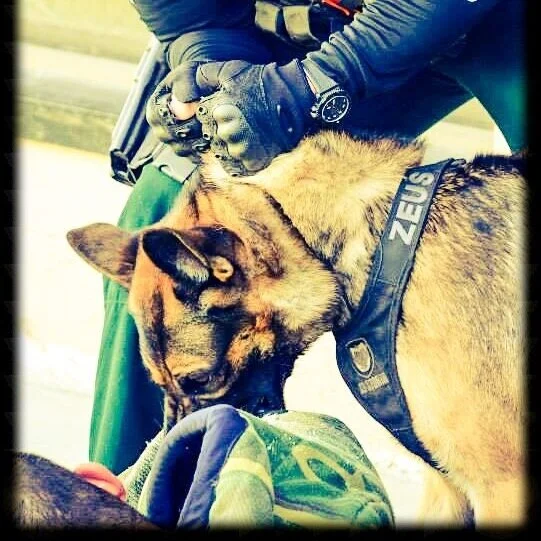 k9 patrol harness