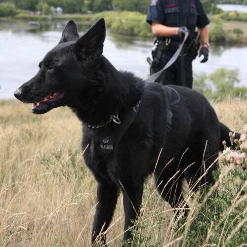 k9 tracking harness