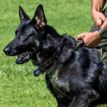 k9 storm harness