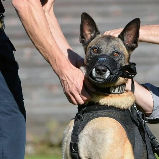 police k9 muzzle