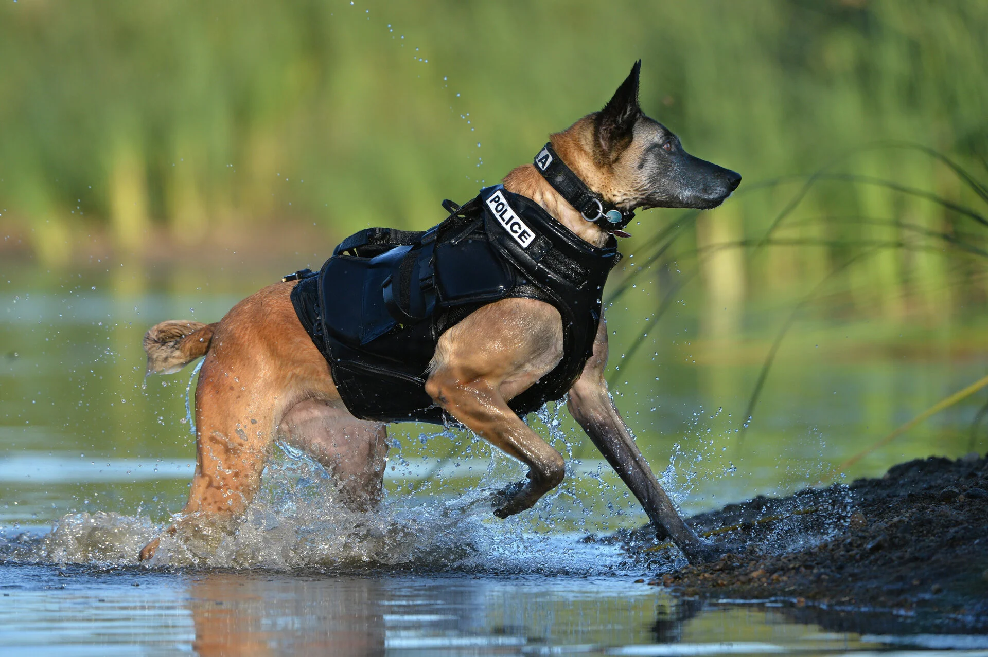life jacket for mastiff