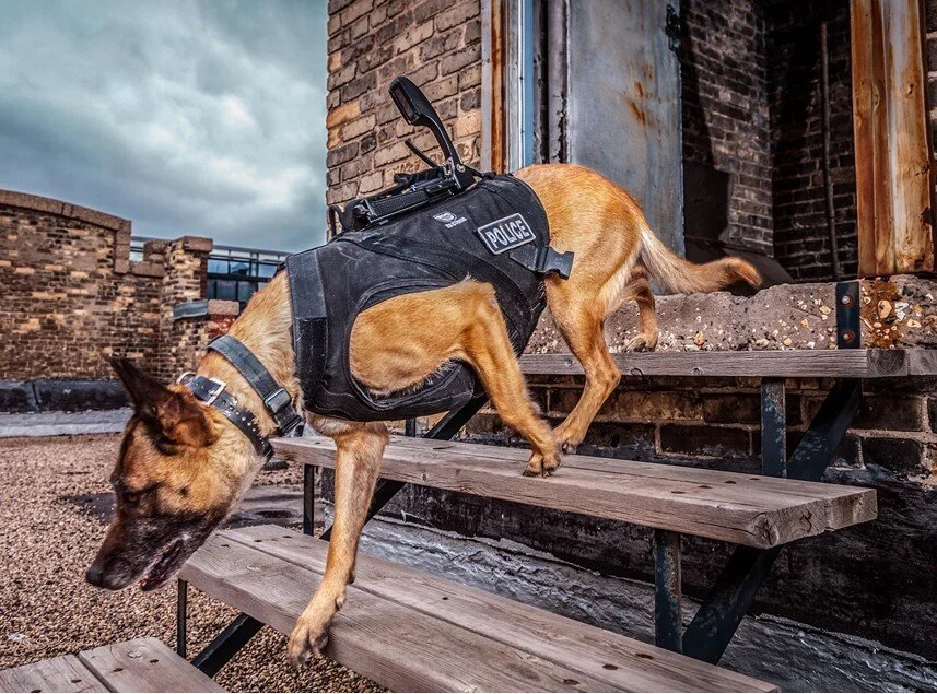 k9 storm harness
