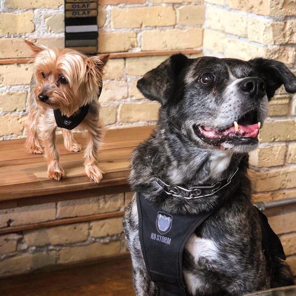 k9 storm harness