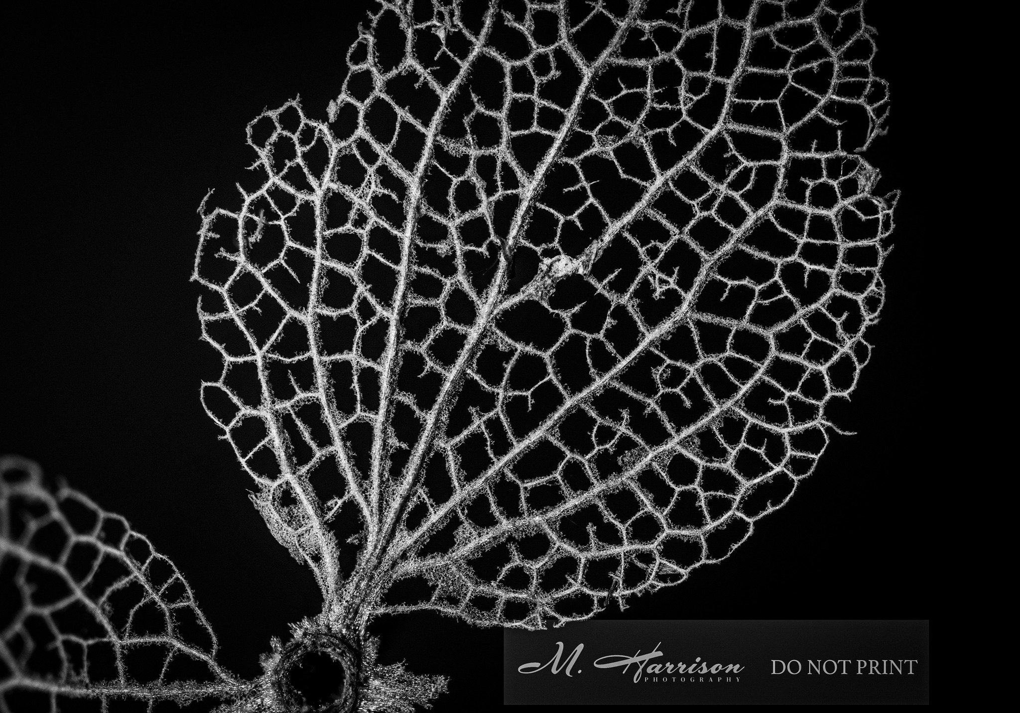Nature is beautiful. 

#dark_macro_art
#charme_of_macro
#raw_moody
#raw_macro
#charming_nature__ 
#fiftyshades_of_macro
#bnwmood 
#the_creative_lenses
#thehub_macro
#macro_brilliance 
#macro_captures_ #bnw_captures 
#dof_of_our_world #majestic_macros