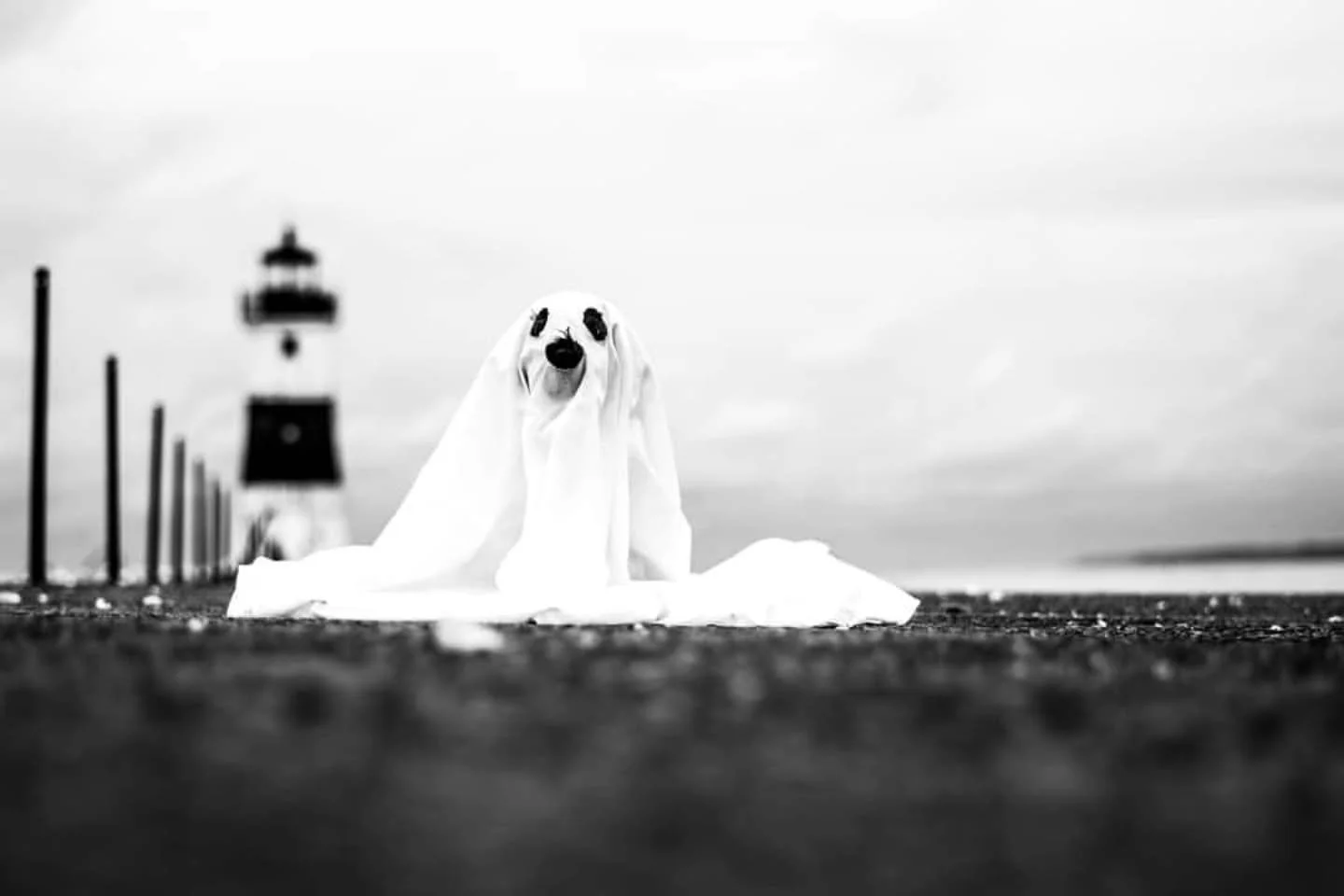 Ghost in the Channel. 
#dogsofinstagram 
#dogsofhalloween 
#puppiesofinstagram 
#puppiesofhalloween 
#cockapoo #cockapoosofinstagram  #cockapoosofhalloween #dogghost #ghost #dogchallenge #doggo #doggosdoingthings #doggosbeingdoggos #doggosofinstagra