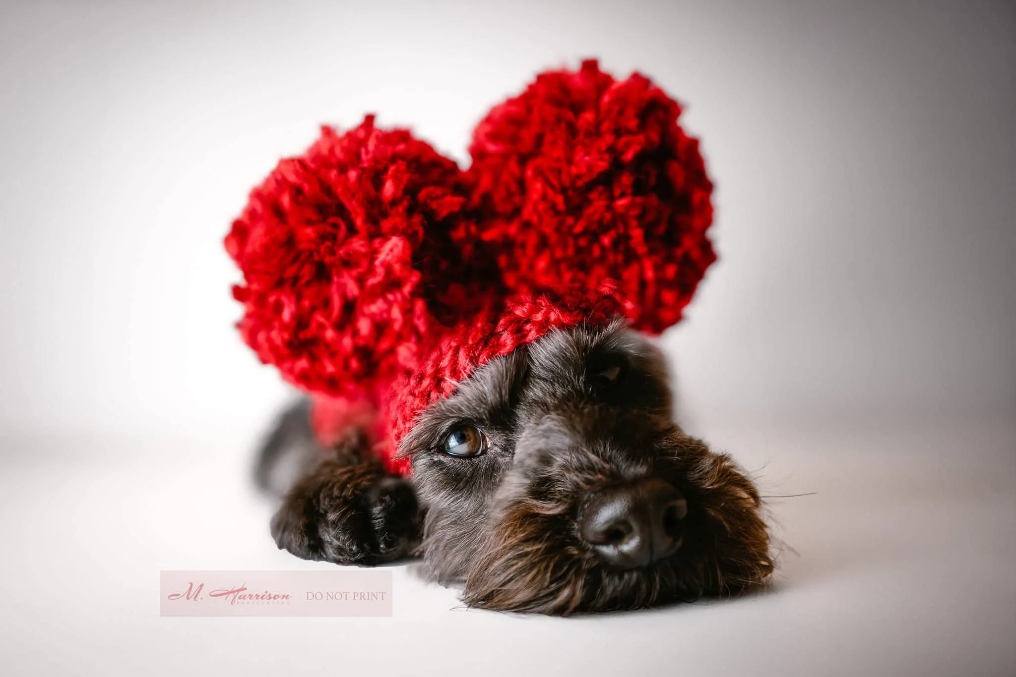 I. Love. Her. 

Please show some love and like, comment, and share! Thank you! 

#christmasdog #christmasdogsofinstagram #christmasdogs #petsinhats #christmaspuppy #dogchristmas #dogsincostume #christmaspup #christmasdoggie #holidaydog #christmasdogg