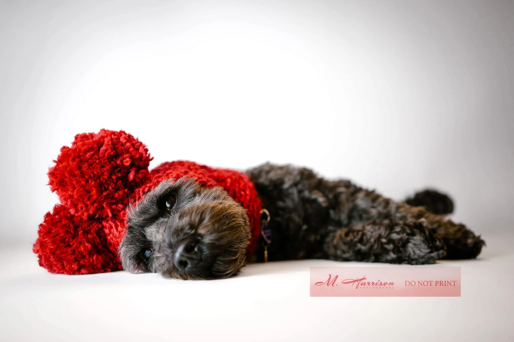 Being a supermodel is hard. 

Also, I knitted that for her.  She obvs loves it! 

#christmasdog #christmasdogsofinstagram #christmasdogs #petsinhats #christmaspuppy #dogchristmas #dogsincostume #christmaspup #christmasdoggie #holidaydog #christmasdog