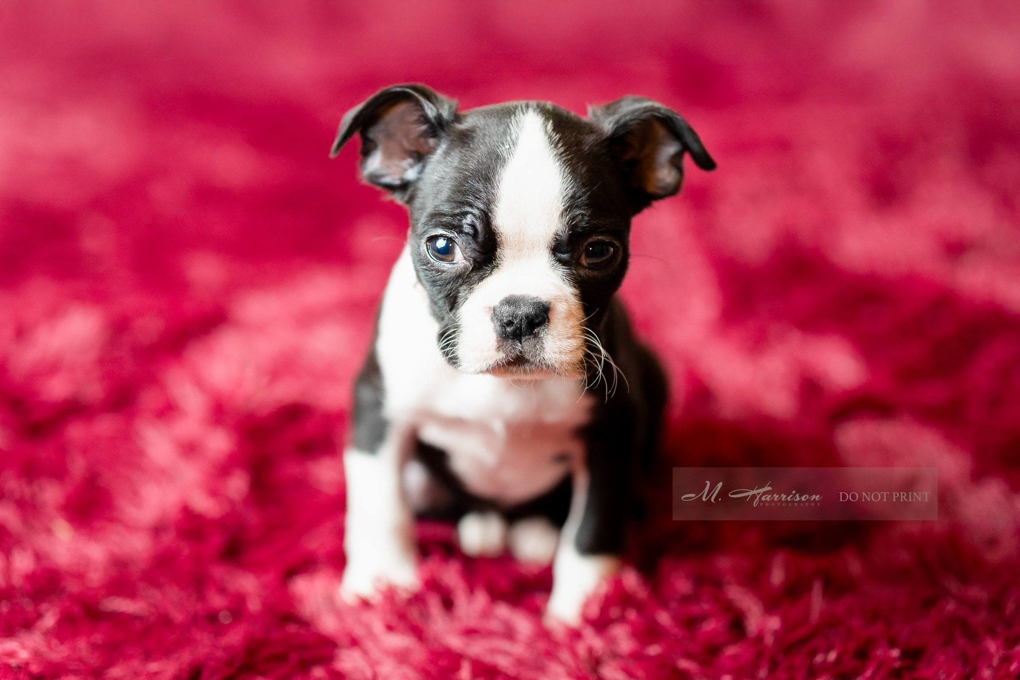 I love puppy photo shoots! Meet Miss Aoife! Pronounced like Eva, but with an F instead of a V sound. Her name means Radiant. 

#bostonterrier #bostonterriers #bostonterrierlove #bostonterrierlife #bostonpup #puppyphotographer  #bostonterrierworld #bo