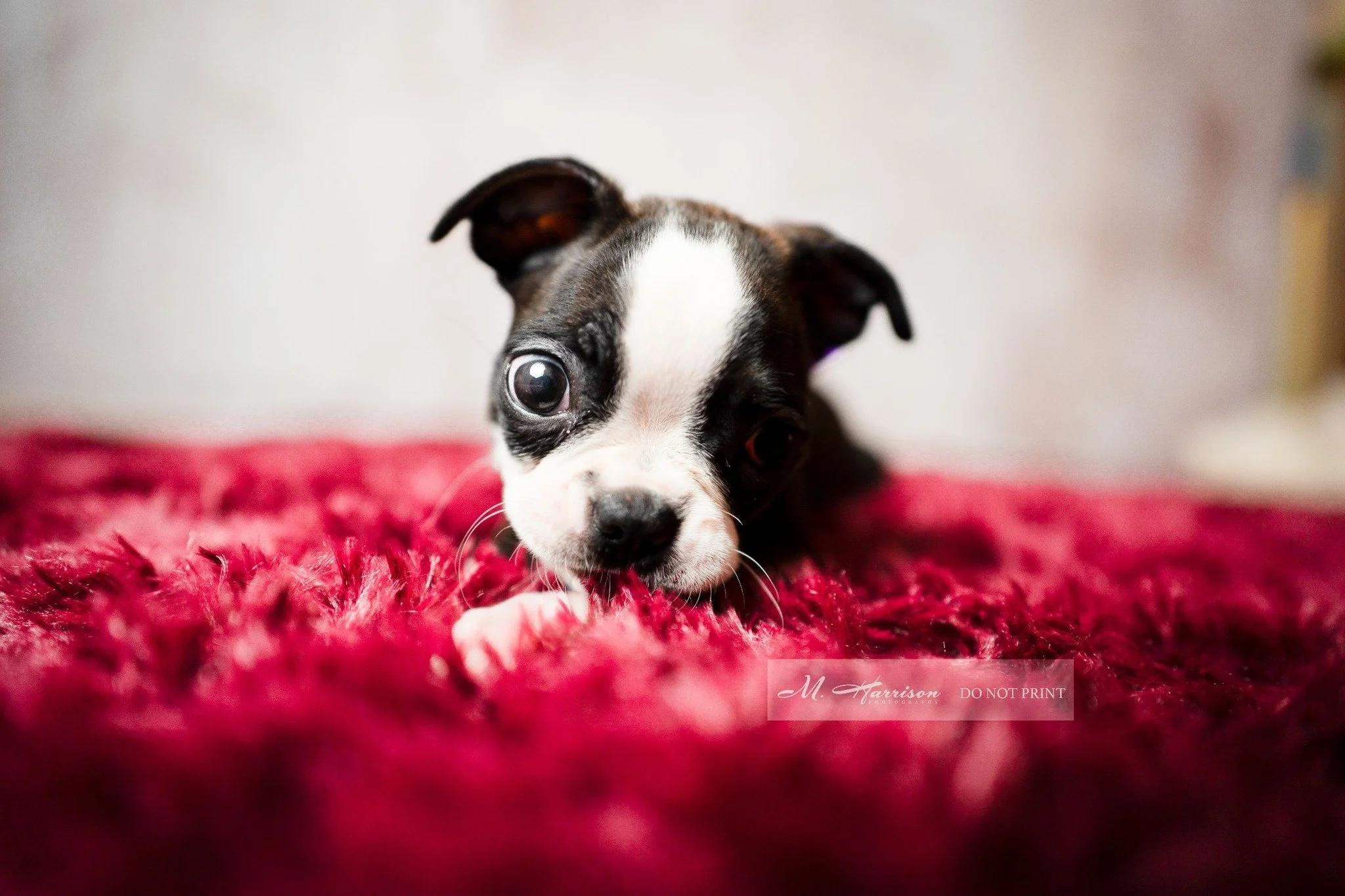 Meet Abby. Aoife's sister. They. Are. A. Handful. 

#bostonterrier #bostonterriers #bostonterrierlove #bostonterrierlife #bostonpup #puppyphotographer  #bostonterrierworld #bostonterriercuties #terrierlife #bostonterrierofinstagram #dogs #dogsofinsta