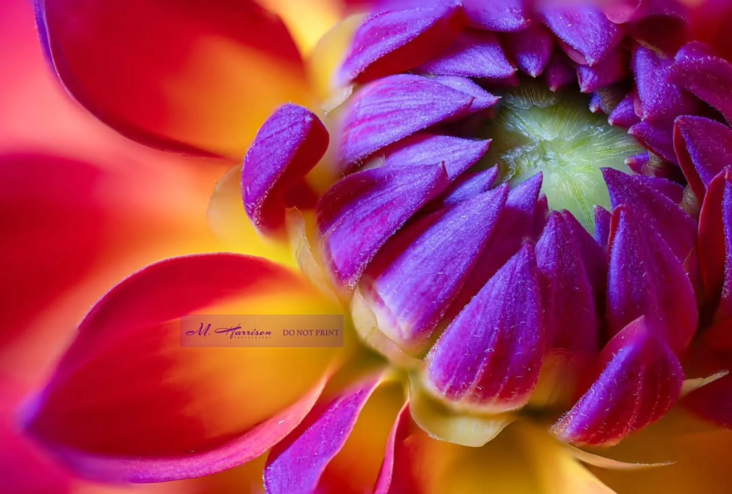 My favorite macro photo. 

The most delicate when growing but hardy when done. Homegrown. Blended a ton of images, but no filter used. I bumped up the texture and played with shadows. I LOVE my sony a7 iv! 

Purchased as a mystery tuber from @loveblo