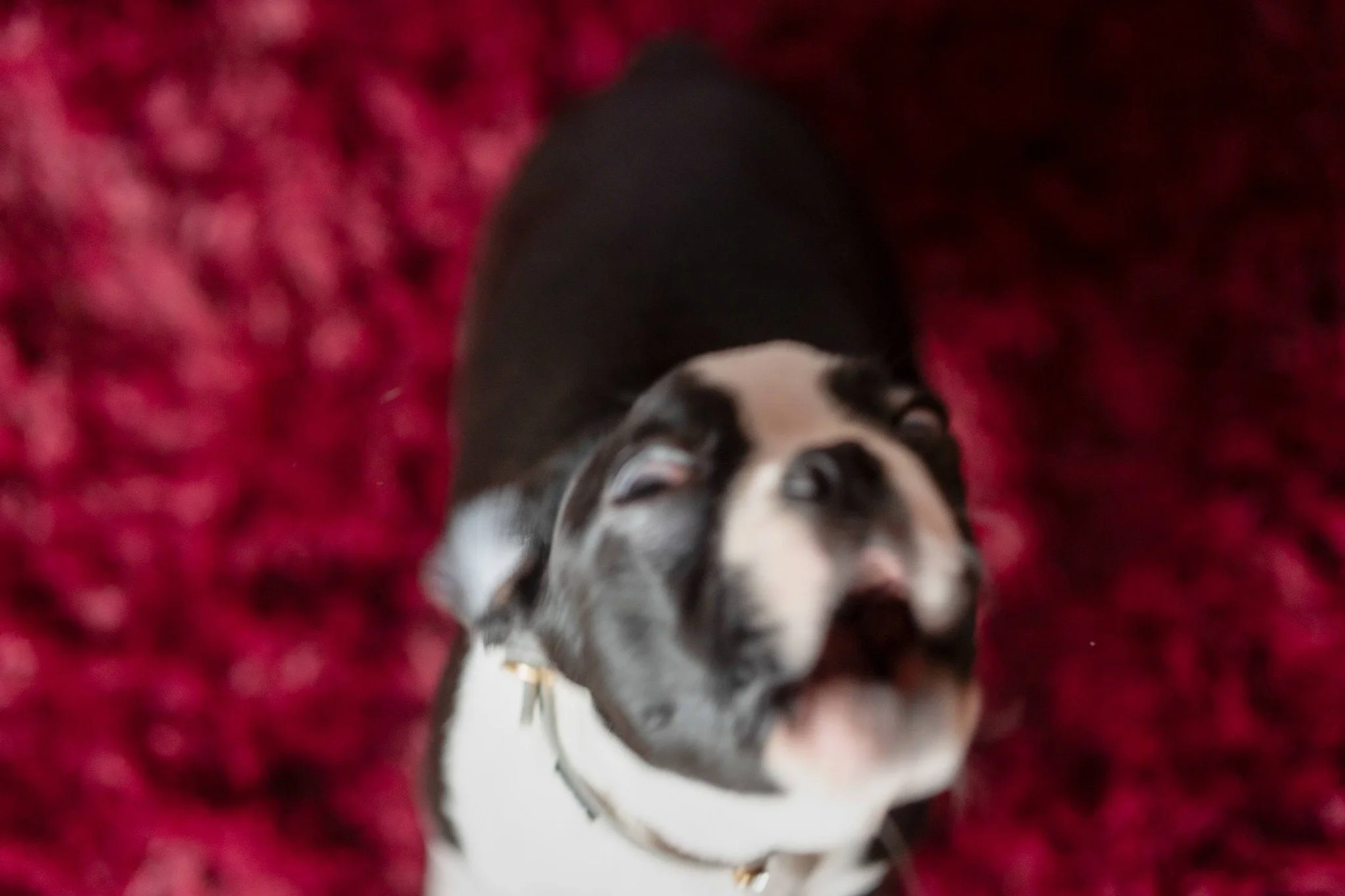 Hi! I'm Aoife, and I'm gonna make mommy take over 500 photos only to get blooper photos! You're welcome!! 

Three and a half months old. 

#bostonterrier #bostonterriers #bostonterrierlove #bostonterrierlife #bostonpup #puppyphotographer  #bostonterr