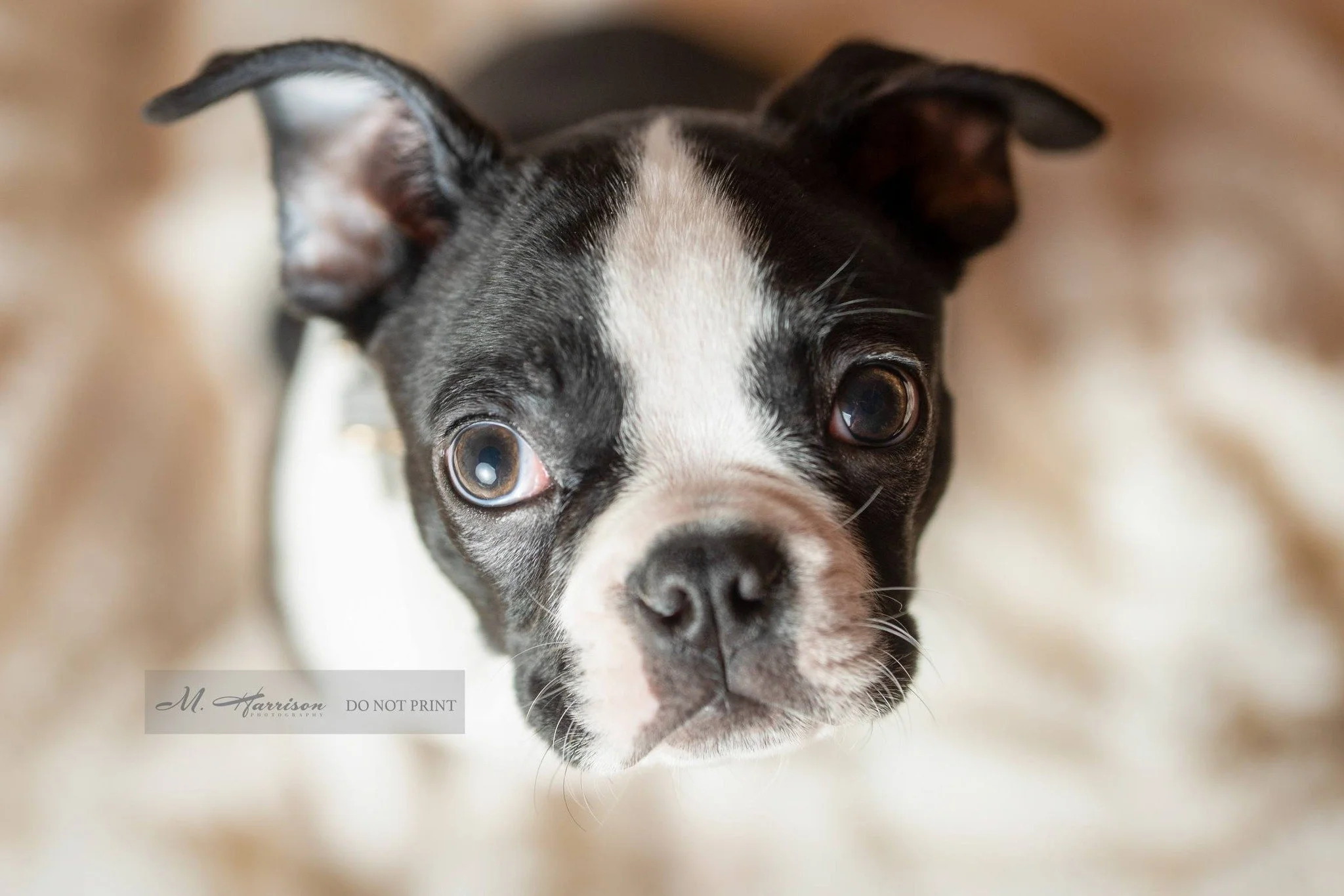My newest love. 

#bostonterrier #bostonterriers #bostonterrierlove #bostonterrierlife #bostonpup #puppyphotographer  #bostonterrierworld #bostonterriercuties #terrierlife #bostonterrierofinstagram #dogs #dogsofinstagram #puppylove #petstagram #doglo