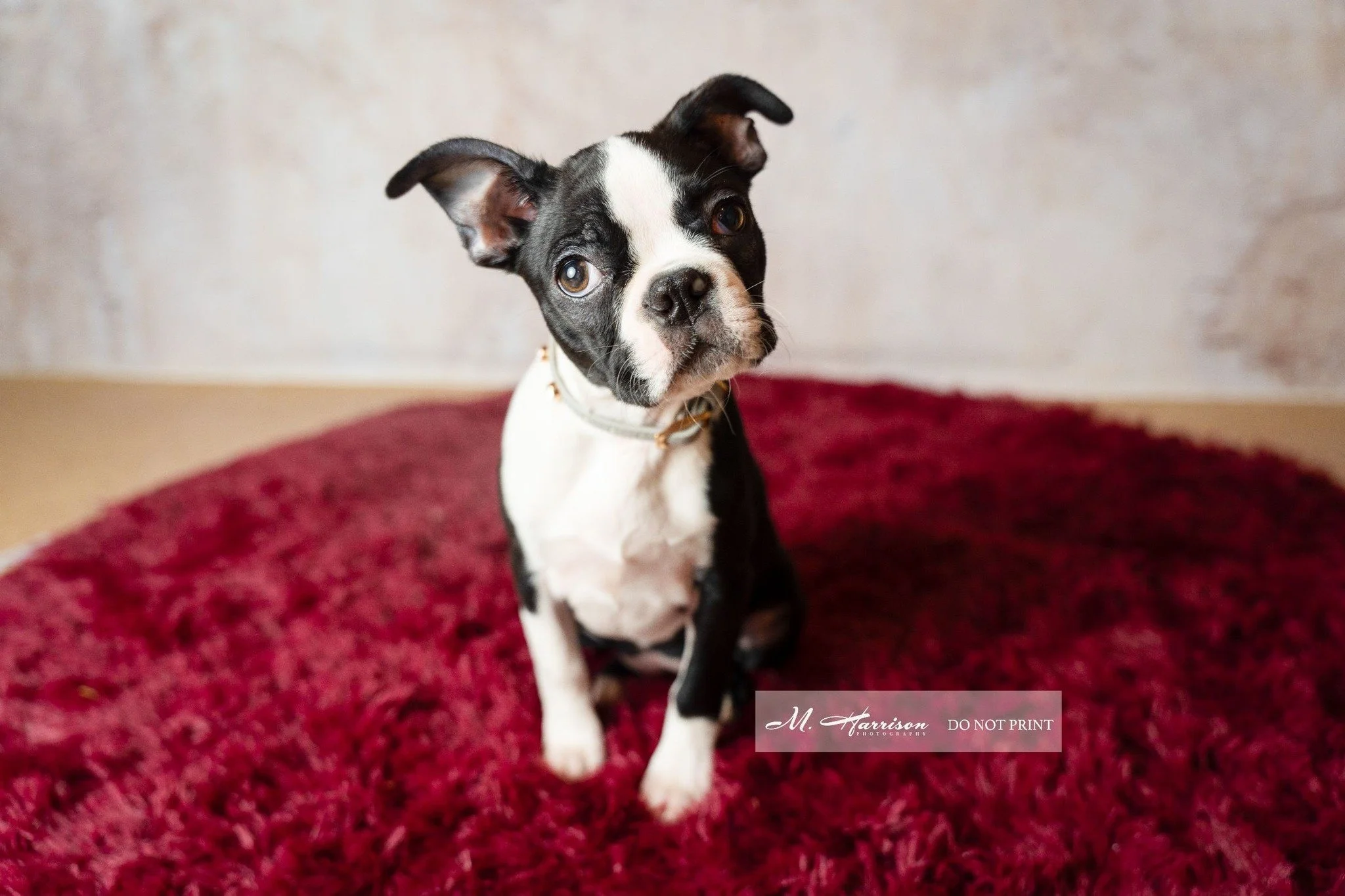 "Happiness is a warm puppy." Charles M. Schulz

#bostonterrier #bostonterriers #bostonterrierlove #bostonterrierlife #bostonpup #puppyphotographer  #bostonterrierworld #bostonterriercuties #terrierlife #bostonterrierofinstagram #dogs #dogso