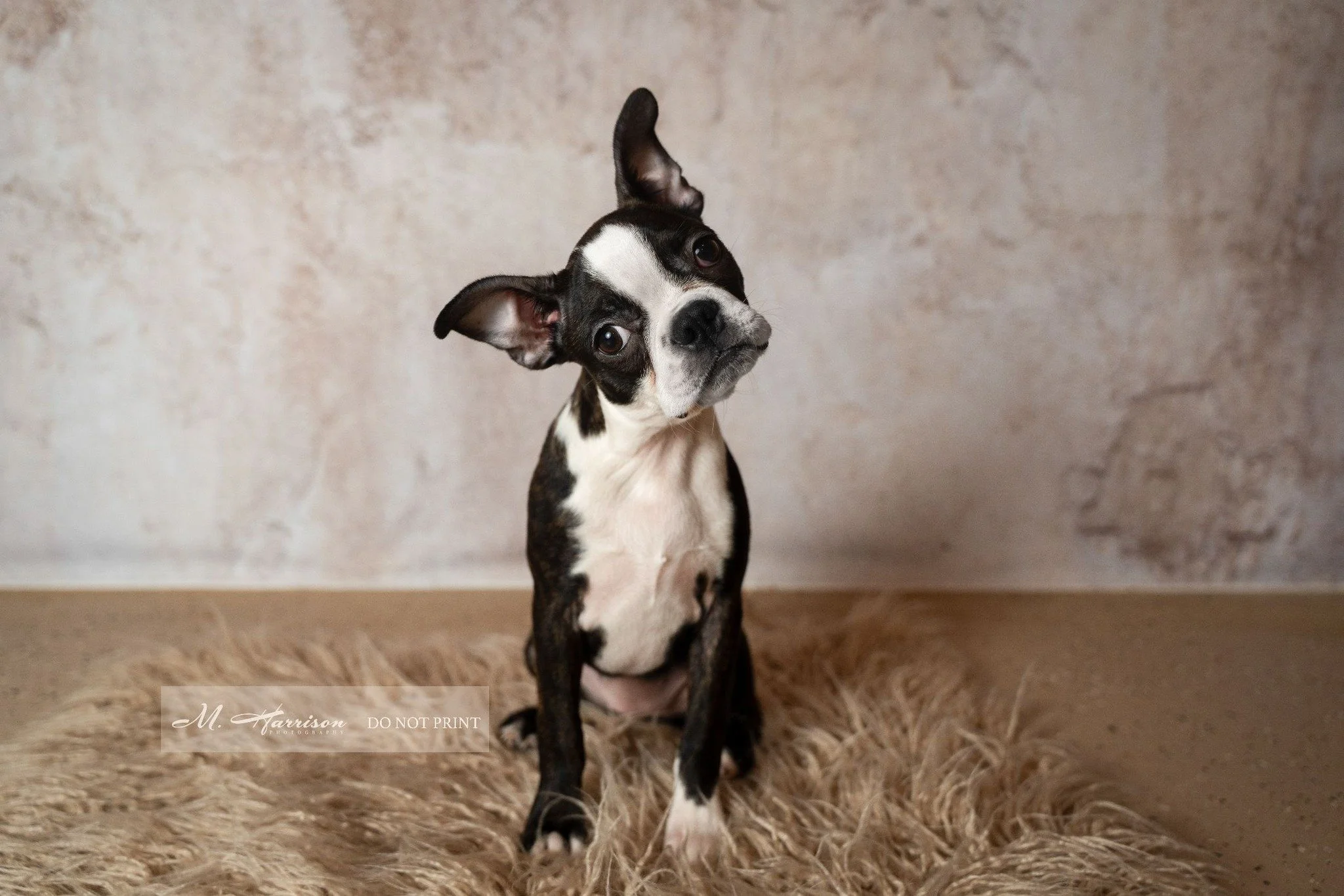 This Boston puppy understood the assignment! She's got the head tilt DOWN! I love when Miss Abby visits for the day!!! 

Also, I know the blanket isn't symmetrical but I spent 30 minutes trying to get a hyper puppy to sit still...it is what it is, lo