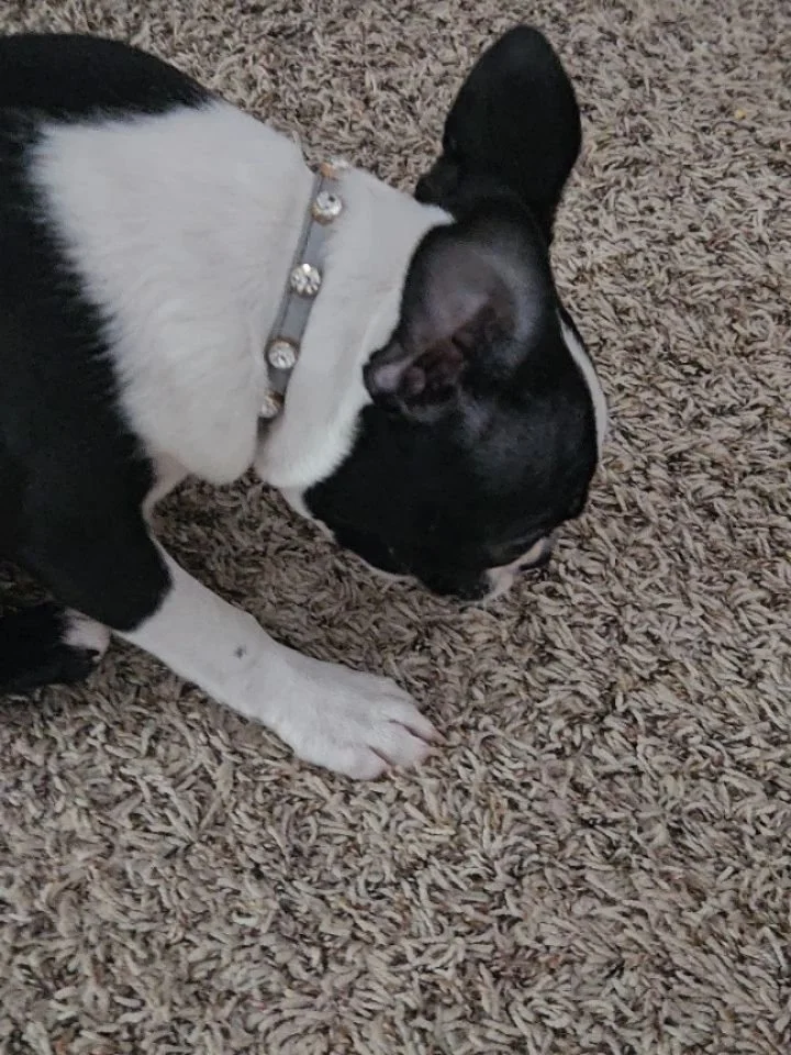 Got the babes some treats from @farmhoundstreats. They are smitten. Aoife loves her duck head and Jelly is currently burying her hog's tail. Cant wait to see Abby tomorrow to give her some!!!