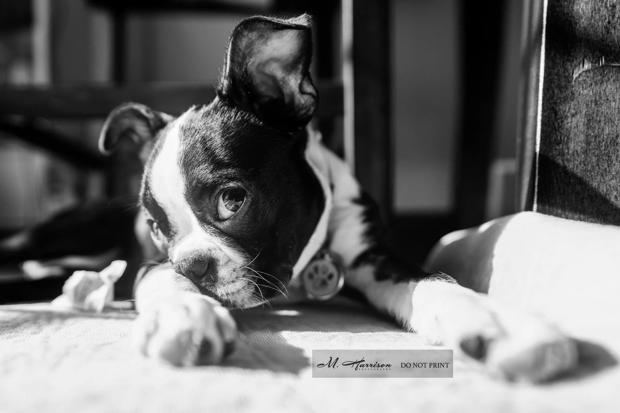 Let&rsquo;s be honest&hellip; our pets deserve a photoshoot. 🐾💛

They give us their whole hearts, every single day &mdash; and tomorrow is never promised. Don&rsquo;t wait for &ldquo;someday&rdquo; to capture the love, the goofy smiles, the gray wh