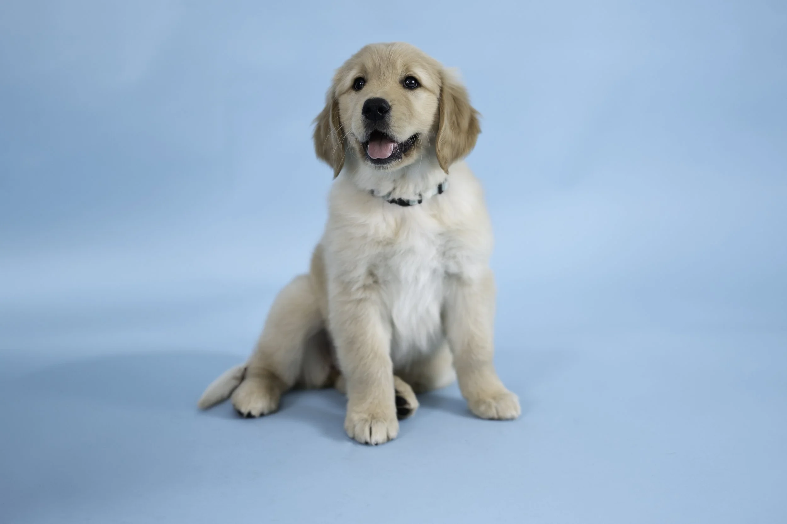 Puppy Photography