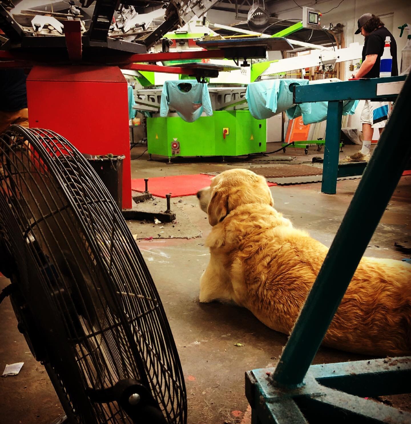 Supervisor dog @mac.theyellowlab enjoying the fan and cracking the whip on the guys! Already feels like the dog days of summer in the back of the shop #employeeofthemonth #6yearsrunning #shopdog