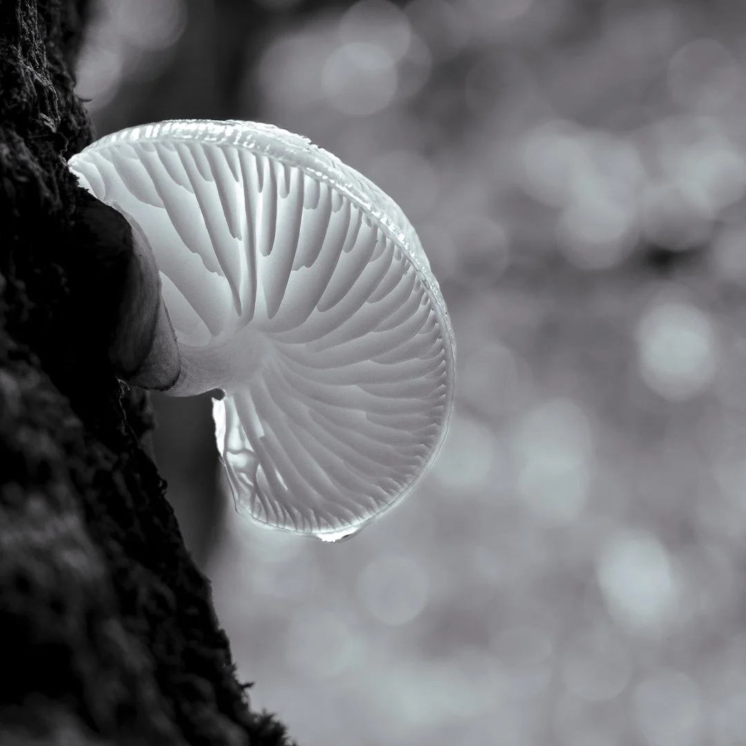 2023 Riaza Hayedo Mushrooms-14.jpg