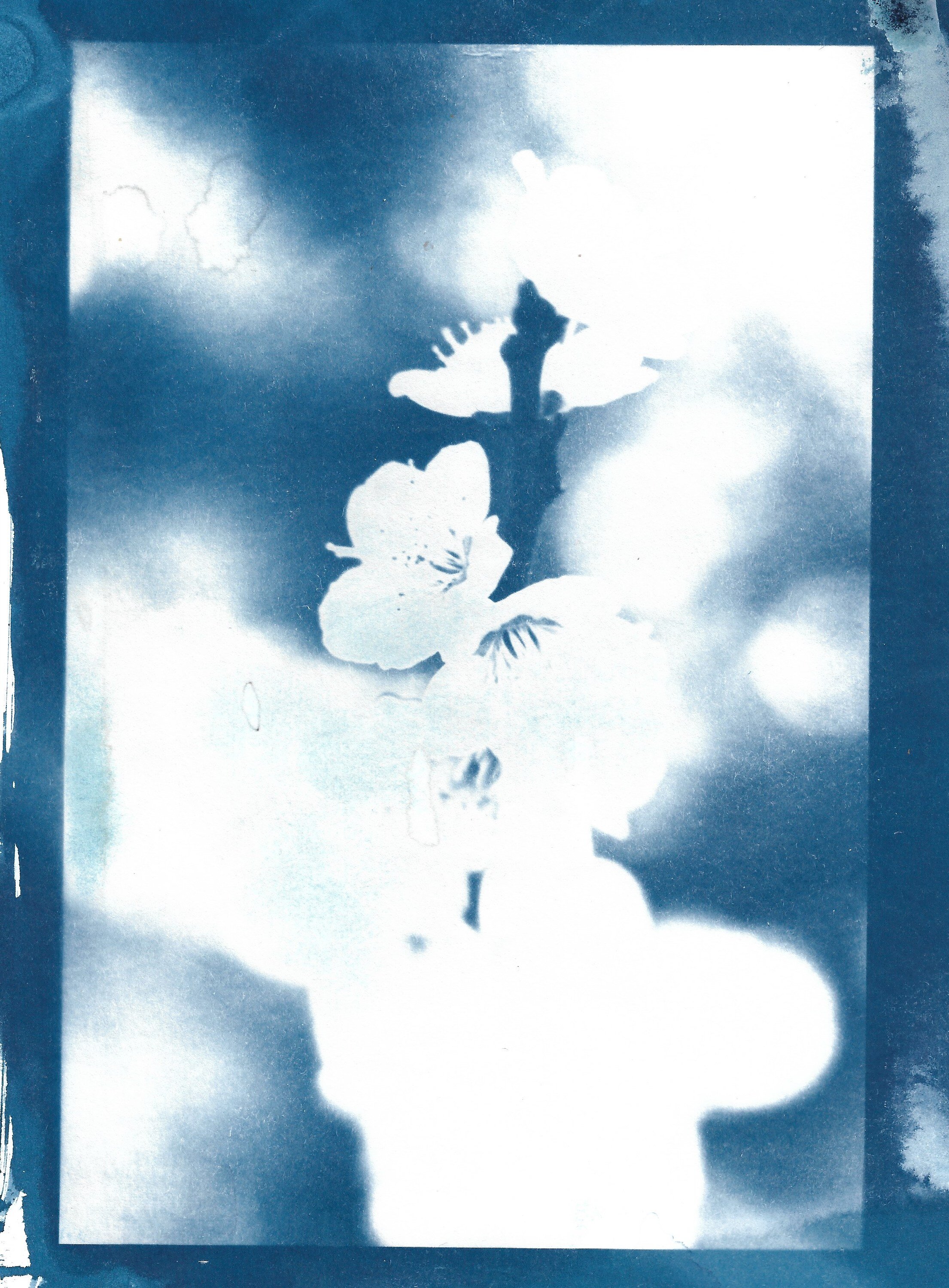 Blossom cyanotype.jpeg