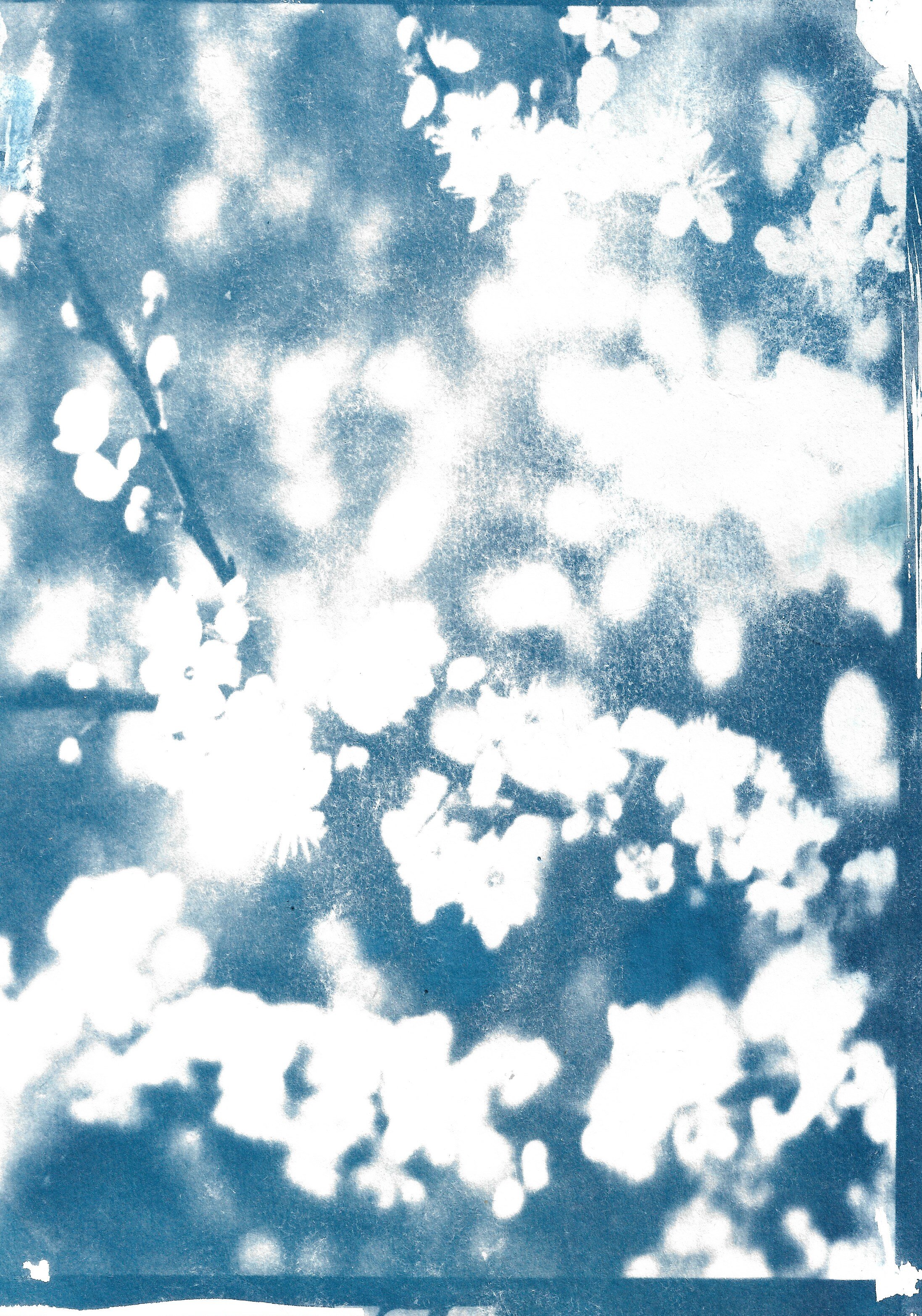 Multi blossom cyanotype.jpeg