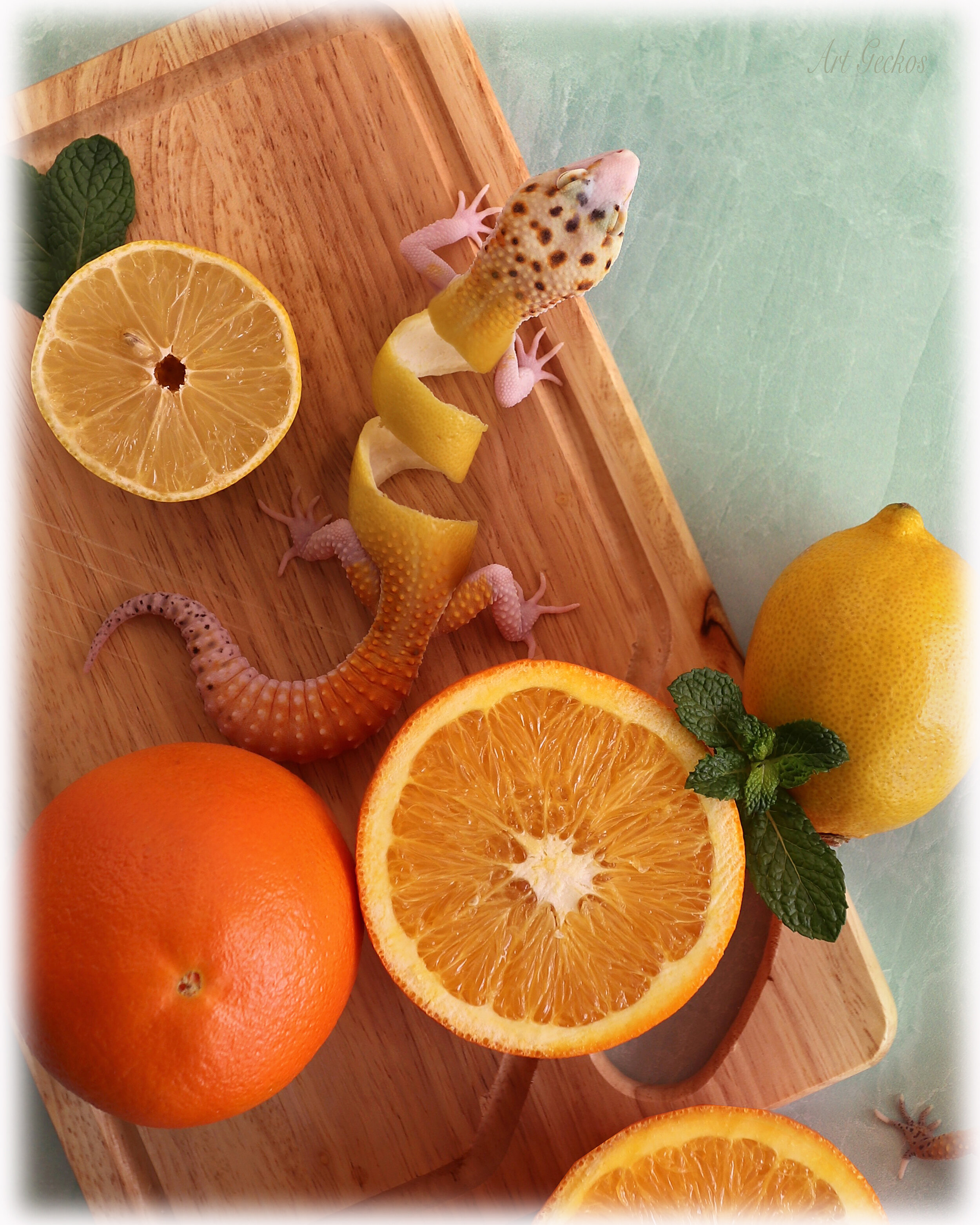 Lemon.Orange.Morphology.Final2copy.jpg