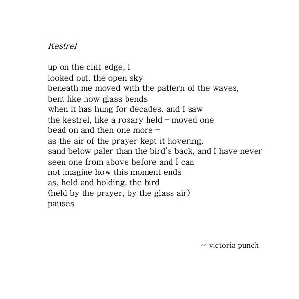 Kestrel ~ I love these birds, and their hovering, light, aerodynamic skyowning.

I am so excited that this poem won 3rd place in the Guernsey International Poetry Competition, Channel Islands Category, earlier this year✨ It will be displayed on one o