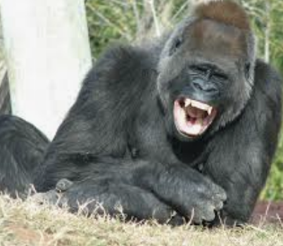 Screen Shot 2020-06-13 at 12.51.07 PM.png